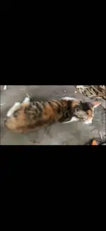 10月16日兰州市城关区宁安小区领养猫,宠物猫,猫咪【领养启示/启事】