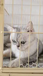 10月17日嘉兴市海盐县西塘桥街道领养猫,宠物猫,猫咪【领养启示/启事】