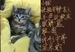 10月18日赣州市宁都县泛化盛世领养猫,宠物猫,猫咪【领养启示/启事】