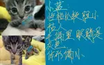 10月18日赣州市宁都县泛化盛世领养猫,宠物猫,猫咪【领养启示/启事】