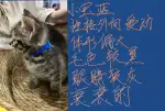 10月18日赣州市宁都县泛化盛世领养猫,宠物猫,猫咪【领养启示/启事】