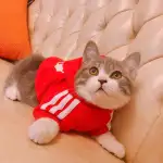 10月2日惠州市惠阳区仲恺花园三期领养猫,宠物猫,猫咪【领养启示/启事】