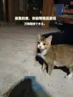 10月28日深圳市宝安区步涌社区领养猫,宠物猫,猫咪【领养启示/启事】