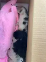 10月3日绍兴市上虞区小越街道领养猫,宠物猫,猫咪【领养启示/启事】