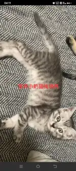 10月5日厦门市湖里区塘边社89-1领养猫,宠物猫,猫咪【领养启示/启事】