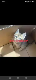 10月5日厦门市湖里区塘边社89-1领养猫,宠物猫,猫咪【领养启示/启事】