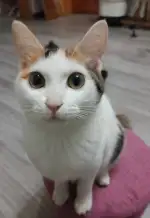 10月7日昆明市盘龙区林也给规划院领养猫,宠物猫,猫咪【领养启示/启事】