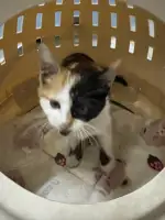 10月9日无锡市可送上门领养猫,宠物猫,猫咪【领养启示/启事】