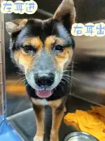 11月10日广州市花都区狗狗幼儿园领养土狗,柴犬,田园犬,中华田园犬【领养启示/启事】