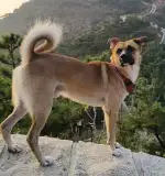 10月28日青岛市李沧区虎山路街道老虎山公园走失土狗,柴犬,田园犬,中华田园犬【寻土狗/田园犬启示/启事】