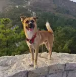 10月28日青岛市李沧区虎山路街道老虎山公园走失土狗,柴犬,田园犬,中华田园犬【寻土狗/田园犬启示/启事】