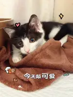 11月3日成都市武侯区菁蓉汇领养猫,宠物猫,猫咪【领养启示/启事】