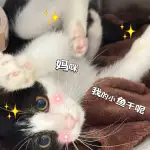 11月3日成都市武侯区菁蓉汇领养猫,宠物猫,猫咪【领养启示/启事】