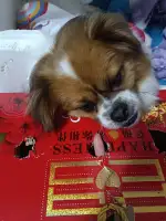 11月1日金华市义乌市大陈镇团结村聚顺服饰附近走失狗,宠物狗【寻狗启示/启事】