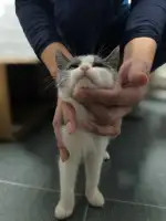 11月8日济南市市中区丽都馨苑领养猫,宠物猫,猫咪【领养启示/启事】