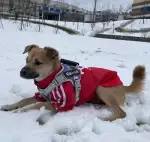 2月8日宜昌市西陵区体育场路6号(宜昌市政协北)附近走失土狗,柴犬,田园犬,中华田园犬【寻土狗/田园犬启示/启事】