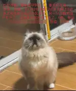 1月2日长沙市岳麓区裕民小区走失布偶猫【寻布偶猫启示/启事】