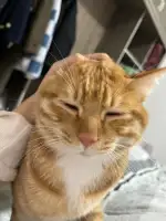 2月20日黔南布依族苗族自治州长顺县城领养猫,宠物猫,猫咪【领养启示/启事】