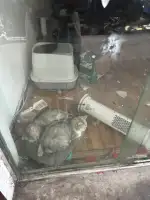 2月22日六盘水市钟山区搬迁二街发现流浪猫,宠物猫,猫咪【流浪猫线索】