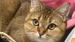 2月28日呼伦贝尔市海拉尔区滨州明珠领养猫,宠物猫,猫咪【领养启示/启事】