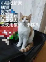 2月29日乌鲁木齐市米东区八方一巷领养田园猫,家猫【领养启示/启事】