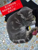 2月4日泉州市晋江市青阳街道青华南区捡到流浪猫,宠物猫,猫咪【猫招领启示/启事】