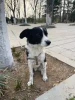 3月16日郑州市中原区金水西路秦岭路交叉口领养土狗,柴犬,田园犬,中华田园犬【领养启示/启事】