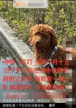3月16日汉中市铁路医院附近走失狗,宠物狗【寻狗启示/启事】