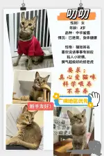 3月23日广州市越秀区万菱广场领养田园猫,家猫【领养启示/启事】