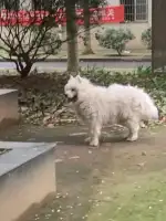 3月24日长沙市雨花区自然岭路天凯东苑发现流浪狗,宠物狗【流浪狗线索】