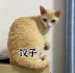 2月12日北京市丰台区白盆窑天兴家园走失猫,宠物猫,猫咪【寻猫启示/启事】