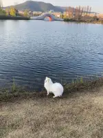 4月10日长沙市岳麓区后湖阜埠河地铁站3号口后湖路附近走失博美【寻博美启示/启事】