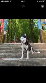 3月11日绵阳市江油市武都镇西坪社区走失哈士奇【寻哈士奇启示/启事】