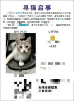 4月13日内江市威远县狮子山公园走失猫,宠物猫,猫咪【寻猫启示/启事】
