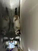 4月16日资阳市雁江区领养猫,宠物猫,猫咪【领养启示/启事】