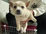 4月19日淄博市张店区都可领养土狗,柴犬,田园犬,中华田园犬【领养启示/启事】