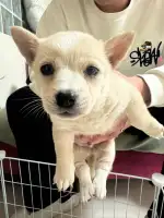 4月19日淄博市张店区都可领养土狗,柴犬,田园犬,中华田园犬【领养启示/启事】