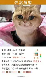 3月21日天津市河东区富民路116号走失猫,宠物猫,猫咪【寻猫启示/启事】