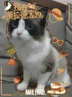 4月20日重庆市北碚区领养猫,宠物猫,猫咪【领养启示/启事】