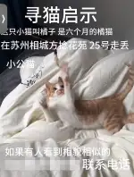 4月25日苏州市相城区方联花苑走失橘猫【寻橘猫启示/启事】