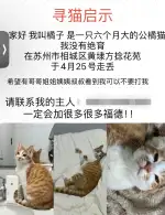 4月25日苏州市相城区方联花苑走失橘猫【寻橘猫启示/启事】