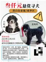 11月23日成都市成华区双建路8号成都·东方明珠花园走失泰迪,贵宾,泰迪熊【寻泰迪/贵宾启示/启事】