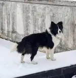 4月2日武汉市江夏区光谷国际企业中心一期走失边牧,边境牧羊犬【寻边牧/边境牧羊犬启示/启事】