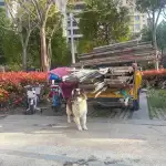 4月1日蚌埠市奥园翰林华府捡到流浪狗,宠物狗【狗招领启示/启事】