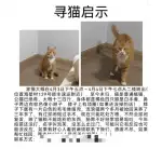 4月3日广州市从化区海塱村139号走失橘猫【寻橘猫启示/启事】