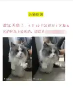 5月12日长沙市岳麓区保利麓谷林语小区捡到流浪猫,宠物猫,猫咪【猫招领启示/启事】