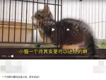 5月23日福州市福清市镜洋镇领养猫,宠物猫,猫咪【领养启示/启事】