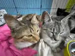 5月28日本溪市彩北领养猫,宠物猫,猫咪【领养启示/启事】