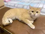 5月29日青岛市市南区青岛领养猫,宠物猫,猫咪【领养启示/启事】