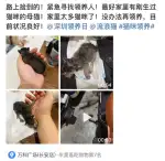 5月2日东莞市长安镇，智尚藏金阁捡到流浪猫,宠物猫,猫咪【猫招领启示/启事】